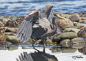 Ardea herodias